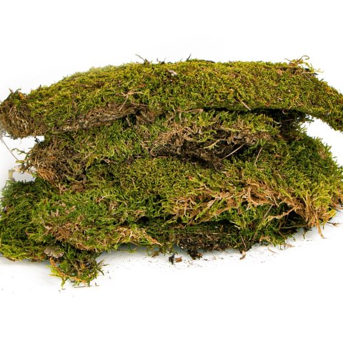 Terrario North King Moss 25g - mech płat Terrario North King Moss 25g - mech płat