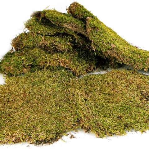 Terrario North King Moss 25g - mech płat Terrario North King Moss 25g - mech płat