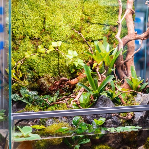 Terrario North King Moss 25g - mech płat Terrario North King Moss 25g - mech płat
