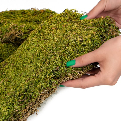 Terrario North King Moss 25g - mech płat Terrario North King Moss 25g - mech płat