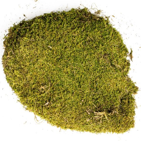 Terrario North King Moss 25g - mech płat Terrario North King Moss 25g - mech płat