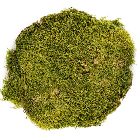 Terrario North King Moss 25g - mech płat Terrario North King Moss 25g - mech płat