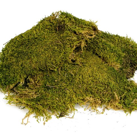 Terrario North King Moss 25g - mech płat Terrario North King Moss 25g - mech płat