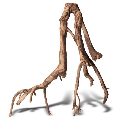 Rhizophora mangle "the Red Mangrove" - korzeń L Rhizophora mangle "the Red Mangrove" - korzeń L