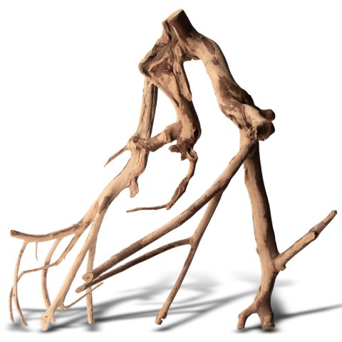 Rhizophora mangle "the Red Mangrove" - korzeń L Rhizophora mangle "the Red Mangrove" - korzeń L