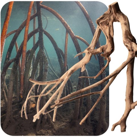 Rhizophora mangle "the Red Mangrove" - korzeń L Rhizophora mangle "the Red Mangrove" - korzeń L