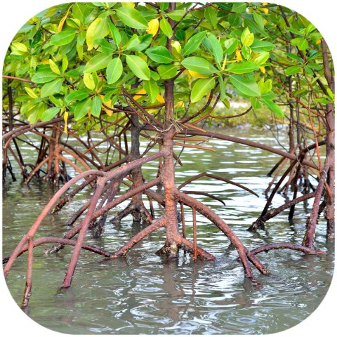 Rhizophora mangle "the Red Mangrove" - korzeń L Rhizophora mangle "the Red Mangrove" - korzeń L