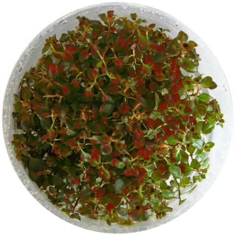 Eco Plant - Ludwigia Super Mini Red - invitro mały kubek Eco Plant - Ludwigia Super Mini Red - invitro mały kubek