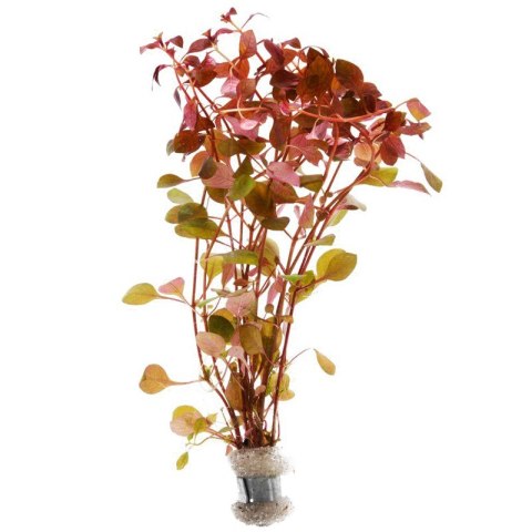 Eco Plant - Ludwigia Super Mini Red - invitro mały kubek Eco Plant - Ludwigia Super Mini Red - invitro mały kubek
