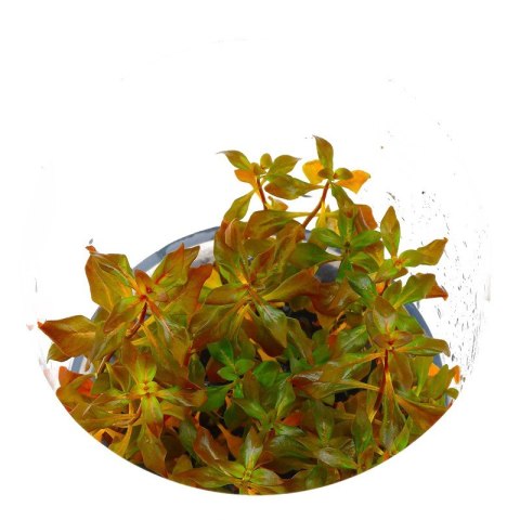 Eco Plant - Ludwigia Super Mini Red - invitro mały kubek Eco Plant - Ludwigia Super Mini Red - invitro mały kubek