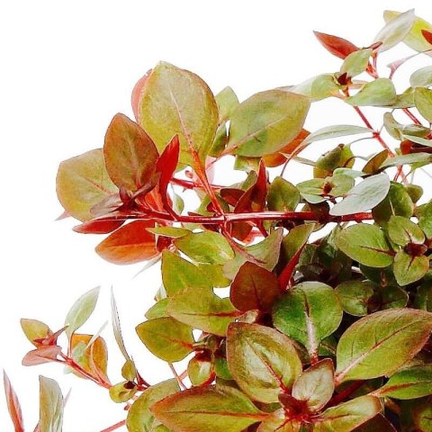 Eco Plant - Ludwigia Super Mini Red - invitro mały kubek Eco Plant - Ludwigia Super Mini Red - invitro mały kubek