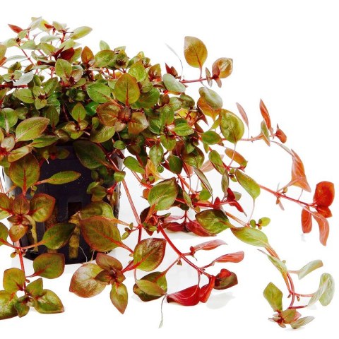 Eco Plant - Ludwigia Super Mini Red - invitro mały kubek Eco Plant - Ludwigia Super Mini Red - invitro mały kubek