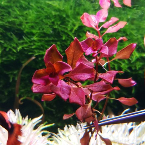 Eco Plant - Ludwigia Super Mini Red - invitro mały kubek Eco Plant - Ludwigia Super Mini Red - invitro mały kubek