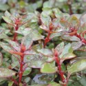 Eco Plant - Ludwigia Super Mini Red - invitro mały kubek
