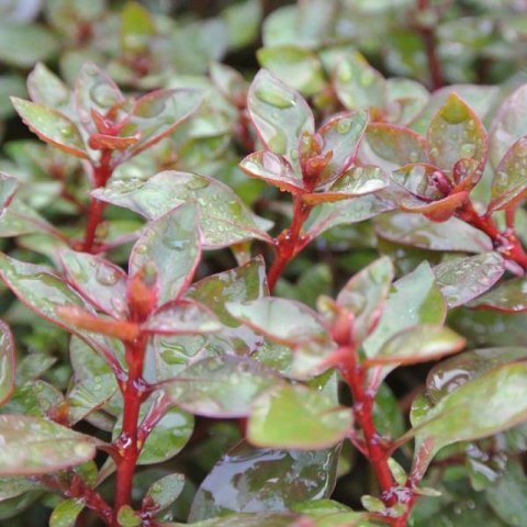 Eco Plant - Ludwigia Super Mini Red - invitro mały kubek Eco Plant - Ludwigia Super Mini Red - invitro mały kubek