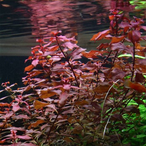 Eco Plant - Ludwigia Super Mini Red - invitro mały kubek Eco Plant - Ludwigia Super Mini Red - invitro mały kubek