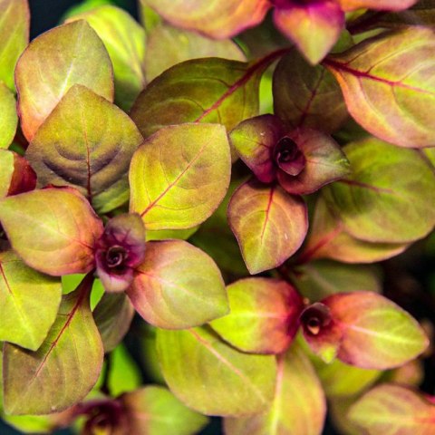 Eco Plant - Ludwigia Super Mini Red - invitro mały kubek Eco Plant - Ludwigia Super Mini Red - invitro mały kubek
