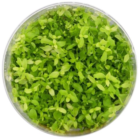 Eco Plant - Micranthemum Monte Carlo - InVitro mały kubek Eco Plant - Micranthemum Monte Carlo - InVitro mały kubek