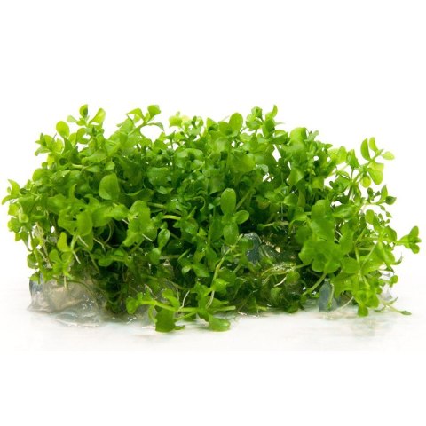 Eco Plant - Micranthemum Monte Carlo - InVitro mały kubek Eco Plant - Micranthemum Monte Carlo - InVitro mały kubek