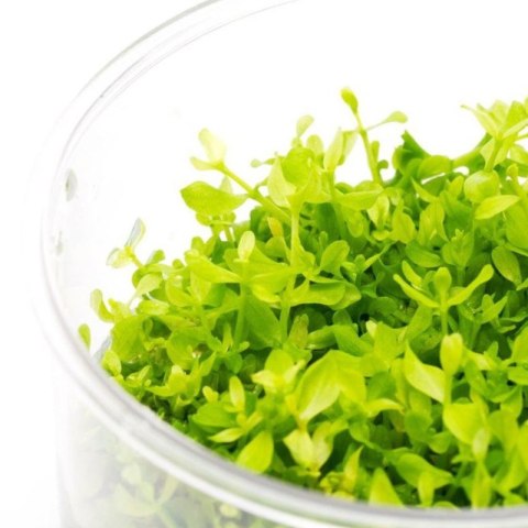 Eco Plant - Micranthemum Monte Carlo - InVitro mały kubek Eco Plant - Micranthemum Monte Carlo - InVitro mały kubek