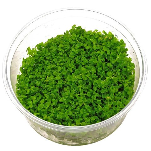 Eco Plant - Micranthemum Monte Carlo - InVitro mały kubek Eco Plant - Micranthemum Monte Carlo - InVitro mały kubek