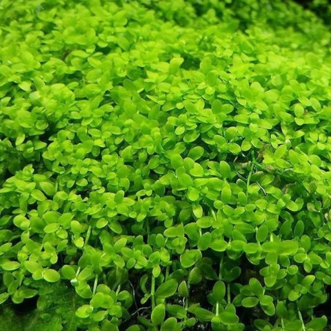 Eco Plant - Micranthemum Monte Carlo - InVitro mały kubek Eco Plant - Micranthemum Monte Carlo - InVitro mały kubek