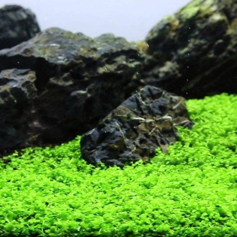 Eco Plant - Micranthemum Monte Carlo - InVitro mały kubek Eco Plant - Micranthemum Monte Carlo - InVitro mały kubek