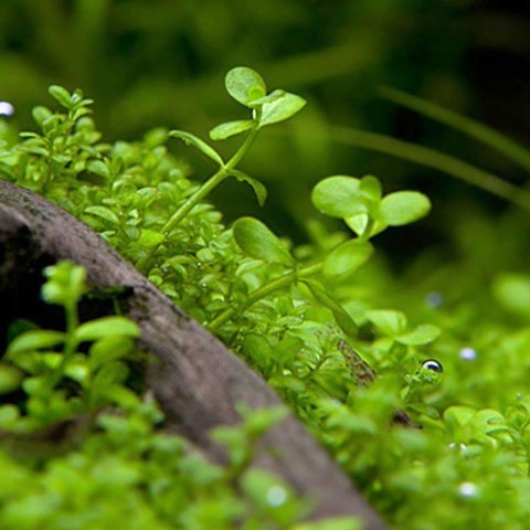 Eco Plant - Micranthemum Monte Carlo - InVitro mały kubek Eco Plant - Micranthemum Monte Carlo - InVitro mały kubek
