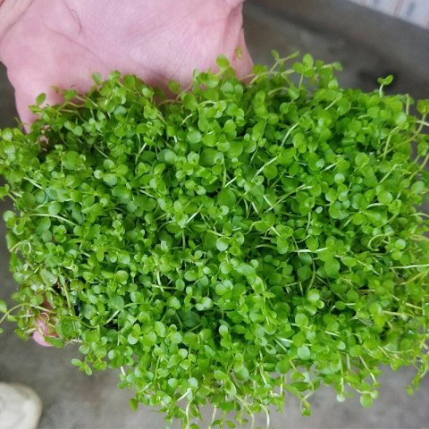 Eco Plant - Micranthemum Monte Carlo - InVitro mały kubek Eco Plant - Micranthemum Monte Carlo - InVitro mały kubek