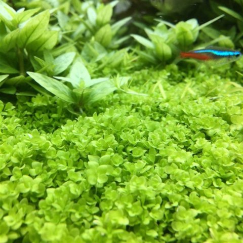Eco Plant - Micranthemum Monte Carlo - InVitro mały kubek Eco Plant - Micranthemum Monte Carlo - InVitro mały kubek