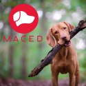 GRYZAK FUNKCJONALNY Z MIĘTĄ I ZIELONĄ HERBATĄ 100 G MACED PRZYSMAK DLA PSA