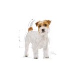 Karma sucha dla psów Jack Russell Terrier Adult 1,5 kg Royal Canin