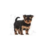 Karma sucha dla psów Yorkshire Terrier Puppy 0,5 kg Royal Canin Szczenięta
