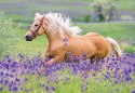 Ravensburger Puzzle dla dzieci 2D: Konie 2x24 elementy 5148