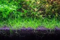 NEO Soil Shrimp 3l - podłoże do krewetkariów