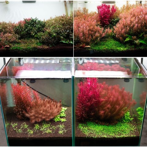 Neo Booster Plants FERTI 300ml - nawóz dla roślin akwariowych dla początkujących Neo Booster Plants FERTI 300ml - nawóz dla roślin akwariowych dla początkujących