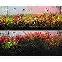 Neo Soil Plant Normal 3l - podłoże do akwarium roślinnego