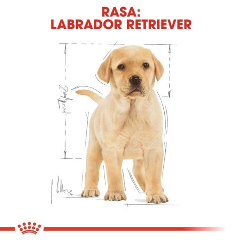 ROYAL CANIN Labrador Retriever Puppy 12kg ROYAL CANIN Labrador Retriever Puppy 12kg