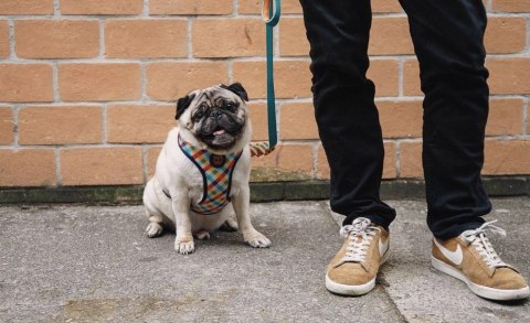 ZEE DOG Szelki Dla Psa Phantom Air Mesh L ZEE DOG Szelki Dla Psa Phantom Air Mesh L