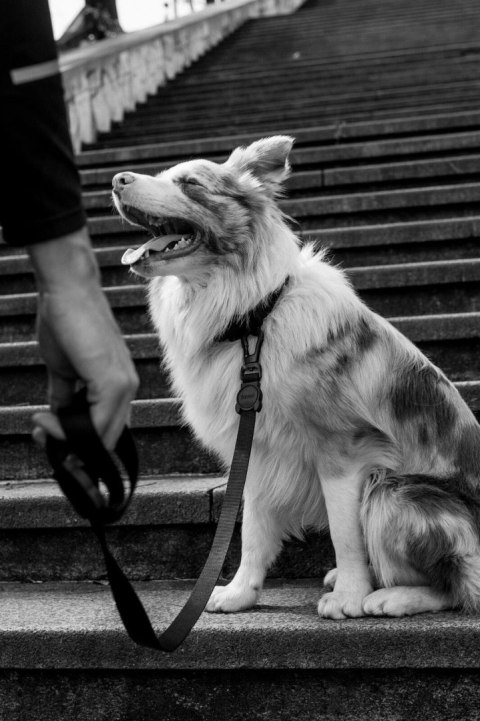 ZEE DOG Smycz Dla Psa Gotham XS ZEE DOG Smycz Dla Psa Gotham XS