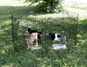 KERBL Kojec Klatka Dla Psów I Innych Małych Zwierząt