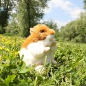 Rappa - Pluszowa realistyczna maskotka Chomik siedzący 13 cm Eco-Friendly