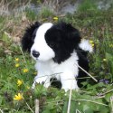 Rappa - Pluszowa realistyczna maskotka Pies Border Collie siedzący 30 cm Eco-Friendly