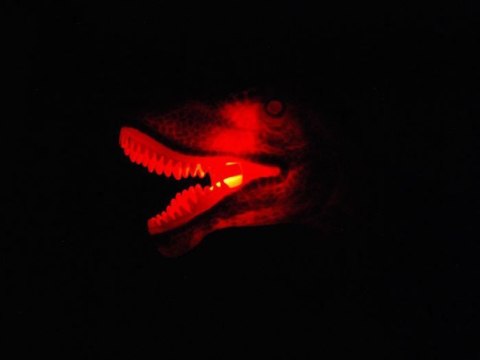 Interaktywny sterowany Dinozaur T-Rex RC0333 Interaktywny sterowany Dinozaur T-Rex RC0333