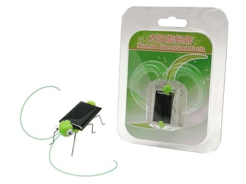 Konik polny solarny Konik polny solarny