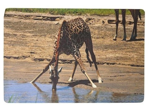 Podkładka na biurko piankowa żyrafa 60x40cm Podkładka na biurko piankowa żyrafa 60x40cm