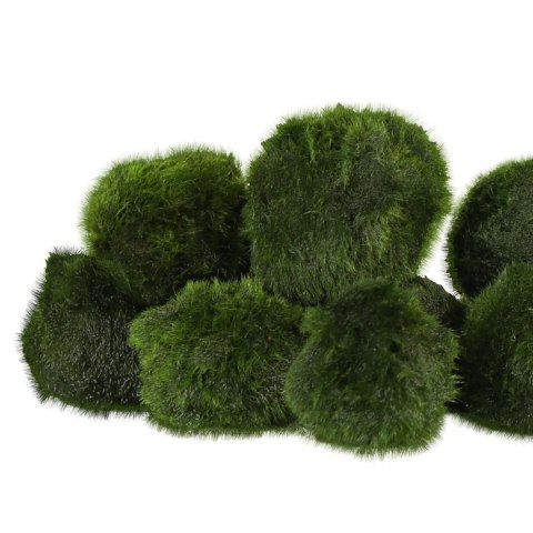 Eco Plant Marimo Ball Moss - gałęzatka 2 - 4cm 10 sztuk Eco Plant Marimo Ball Moss - gałęzatka 2 - 4cm 10 sztuk