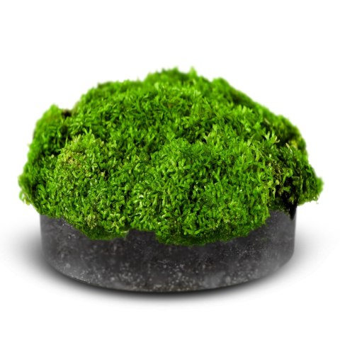 Eco Plant Riccia Fluitans - roślina invitro duży kubek Eco Plant Riccia Fluitans - roślina invitro duży kubek